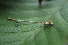 Lestes rectangularis