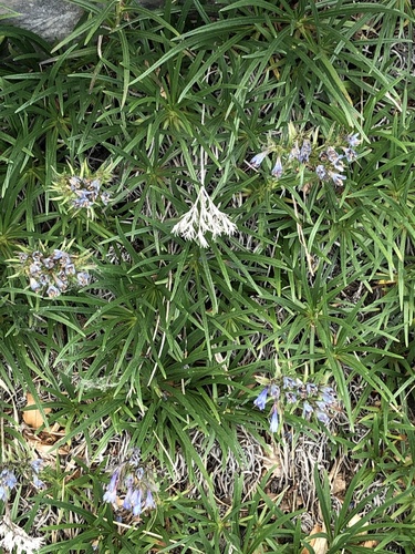 Moltkia suffruticosa, photograph 4