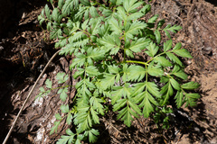 Ligusticum