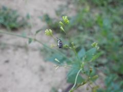 Pseudapis oxybeloides