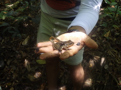 Lithobates pustulosus