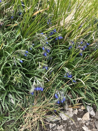 Moltkia suffruticosa, photograph 3