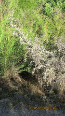 Usnea subgracilis