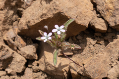 Arenarieae