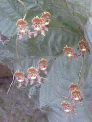 Cyrtochilum serratum