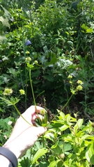 Sanicula marilandica
