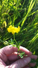 Lotus corniculatus