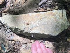 Leiobunum nigropalpi