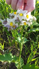 Solanum carolinense