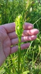 Platanthera leucophaea