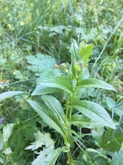 Crepis pyrenaica