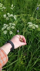 Perideridia americana