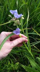 Tradescantia ohiensis