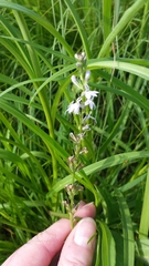Lobelia spicata