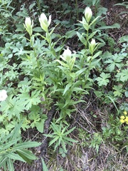 Castilleja septentrionalis