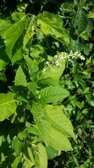 Phytolacca americana
