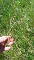 Hesperostipa spartea