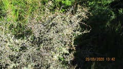 Usnea subgracilis