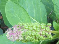 Phytolacca acinosa