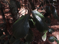 Quercus crassifolia