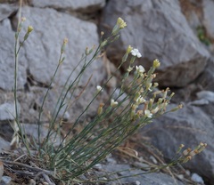 Dianthus marschallii