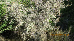 Usnea subgracilis