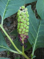 Phytolacca acinosa
