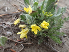 Physaria didymocarpa