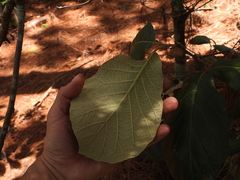 Quercus crassifolia