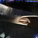 Goblin Sharks - Photo (c) anonymous, some rights reserved (CC BY-SA)