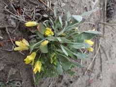 Physaria didymocarpa