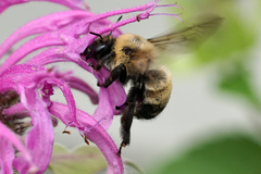Anthophora bomboides bomboides
