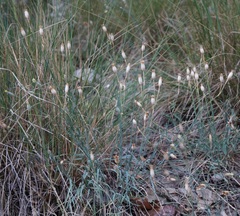 Dianthus marschallii