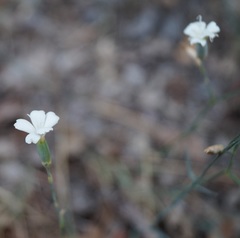 Dianthus marschallii