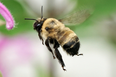 Anthophora bomboides bomboides
