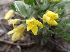 Physaria didymocarpa