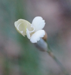 Dianthus marschallii