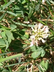 Calliopsis andreniformis