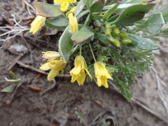 Physaria didymocarpa