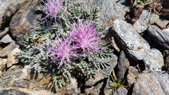 Jurinea humilis