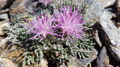 Jurinea humilis