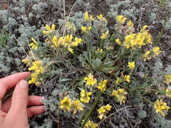 Physaria didymocarpa