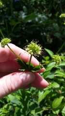 Sanicula marilandica