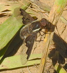 Hemipenthes seminiger