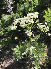 Ligusticum porteri