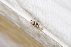 Coleotechnites atrupictella