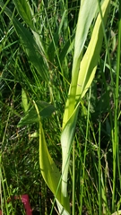 Platanthera leucophaea