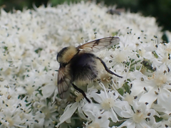 Volucella bombylans