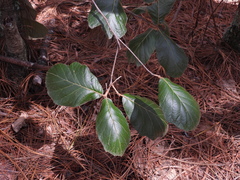 Quercus crassifolia