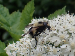Volucella bombylans